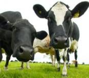 Picture of cows