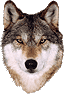 WOLF FAVORITES
