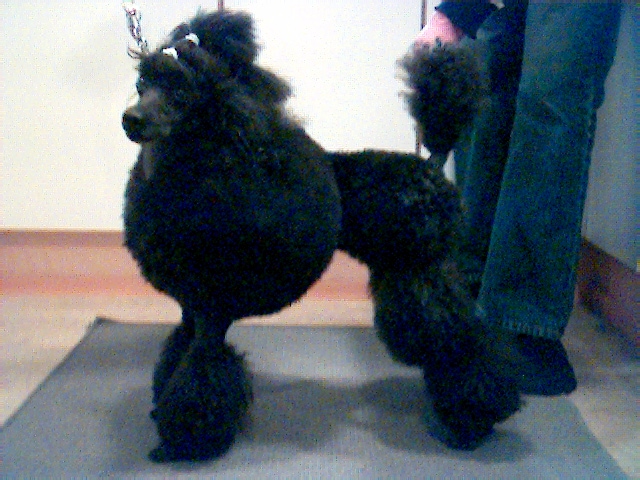 syysmuotia