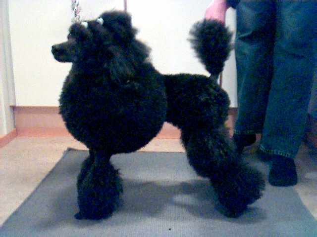 syysmuotia