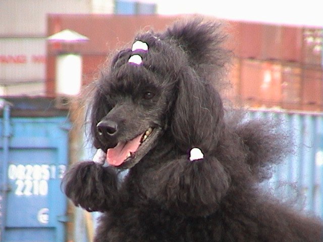 Dandy toukokuussa 2001