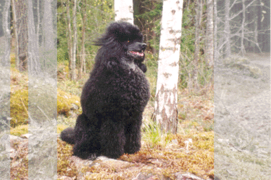 Boona kes�ll� 1999