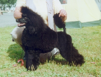 Roosa