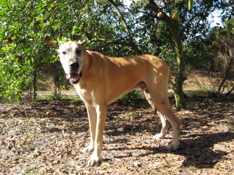 Brutus
