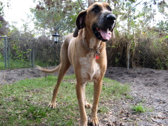 Duke