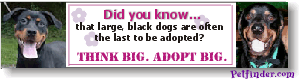 bigdog