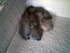 Pups about 4 weeks, June 2003.