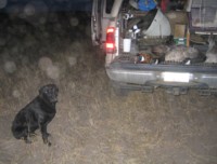Remington retreived his first pheasant on Wednesday, a fortunate road sighting as we left the Buck for Wildlife pheasant area.