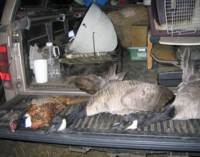 Wednesday evening yielded two large Canada geese, 10 and 11 lbs each, steel pellets in both!!