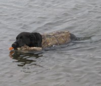 No substitute for a fine Labrador!&nbsp; Remington had a busy day on Monday, 30 some retrieves.