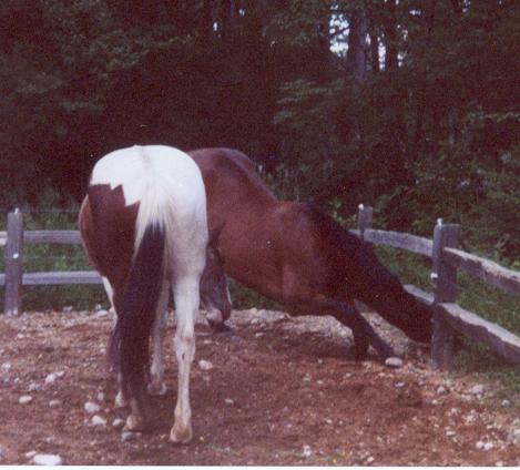 Click here to return to The Horses......
