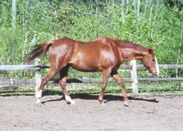 Click here to return to The Horses....