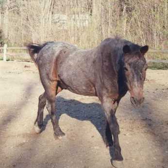 Click here to return to The Horses......