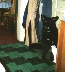 Click here to see a page deticated to the hidden kitty Caylie!!!!
