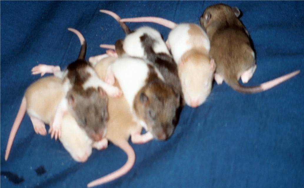 13 day old babies