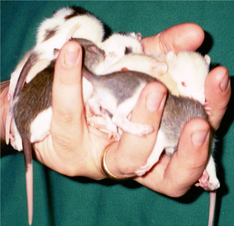 17 days old