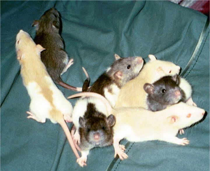 20 days old