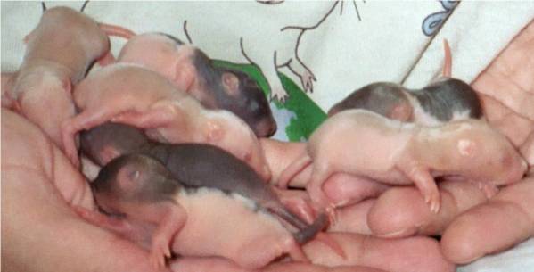 One-week old baby ratties