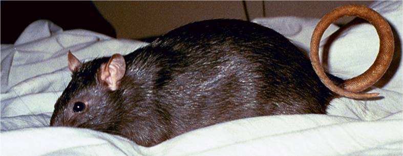 Wheel-tail Cindy