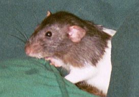 Girard