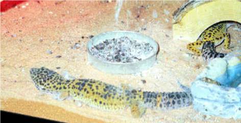 Leopard geckos