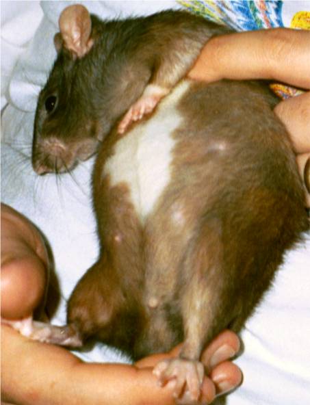 Lilith right before babies