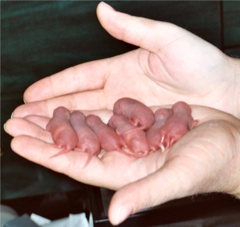 Newborn baby ratties