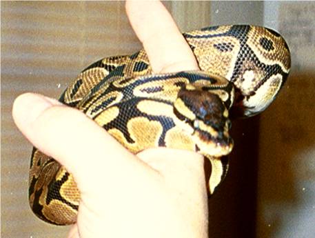 ball python