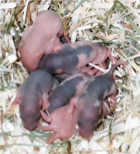 Five day old baby ratties