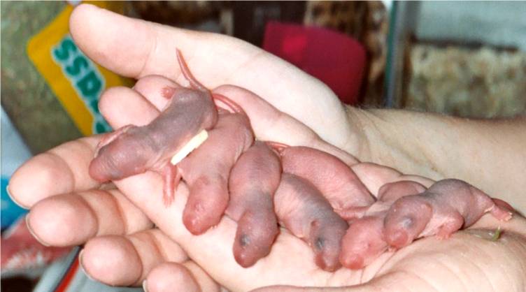Ratty babies, two days old