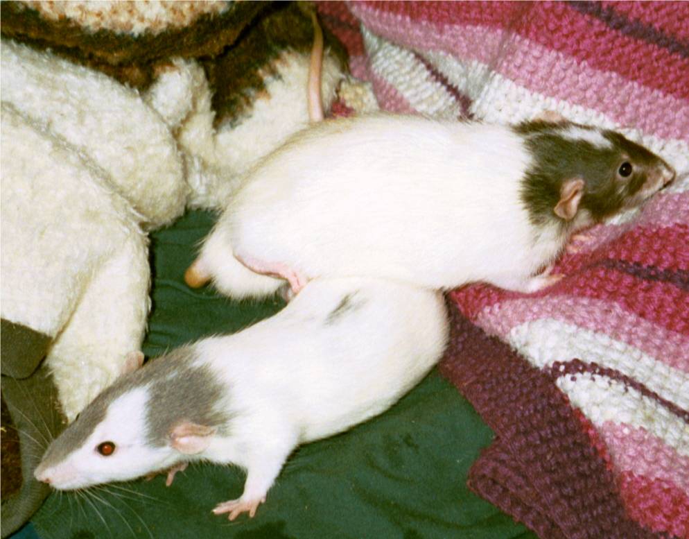 Yang and Nermal