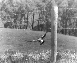Bird In Flight