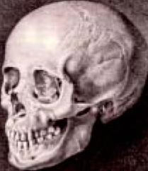 Blumenbach beutiful Georgian skull