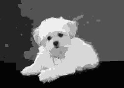 segmented dog