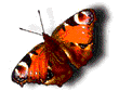 butterfly image
