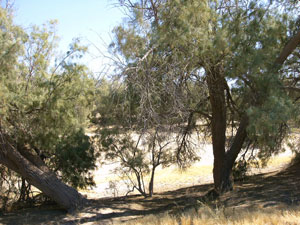 This is a shady place to set up a tent, looking south of the Boondocking area.
