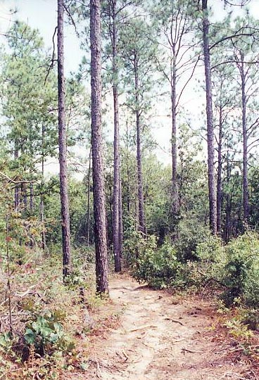 The well-trodden path