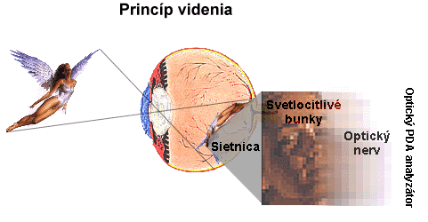 videnie.GIF (32836 bytes)