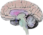 brain