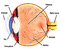 eye.gif (20053 bytes)