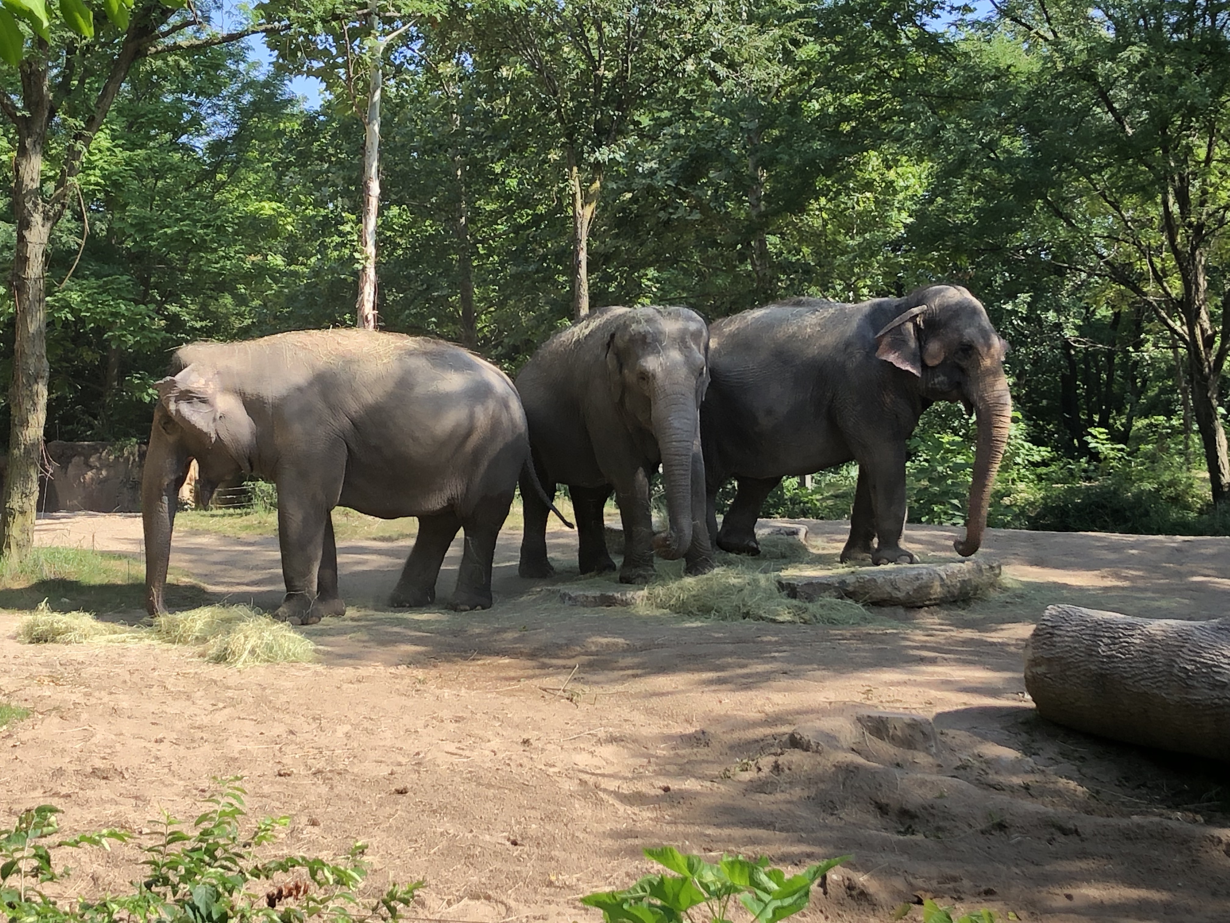 elephant family
