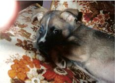 Puppy Twix