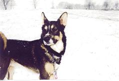 Twix loves the snow