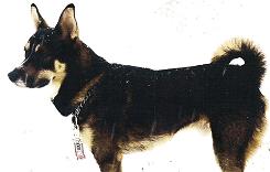 Twix in the snow, with some on his nose
