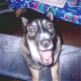 Happy Dog