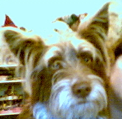 My lil dufus - aint he sweet :)