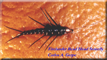 FireBHStonefly.gif (25299 bytes)