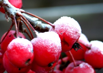 Frost on berries in Cristy's garden.