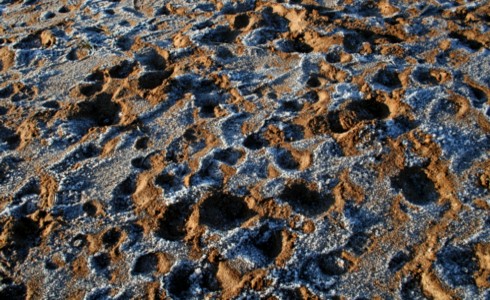 Frost flakes on the sand.