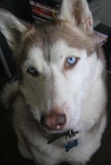 This is Aries.  Remember to tell your children about BARK!!!